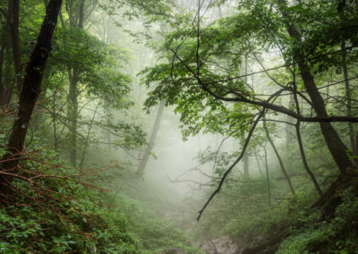 Gruener Wald mit Baumstaemmen von Dave Hoevler - unsplash