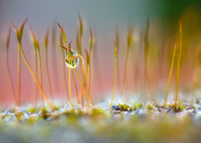 Tautropfen an Halm Foto von Giulio Magnivico auf unsplash